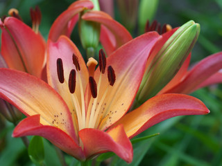 Closeup orange red yellow white Lily flowers in a garden bed, Macro shot, Pistil and stamen and bud and drop scent oil.