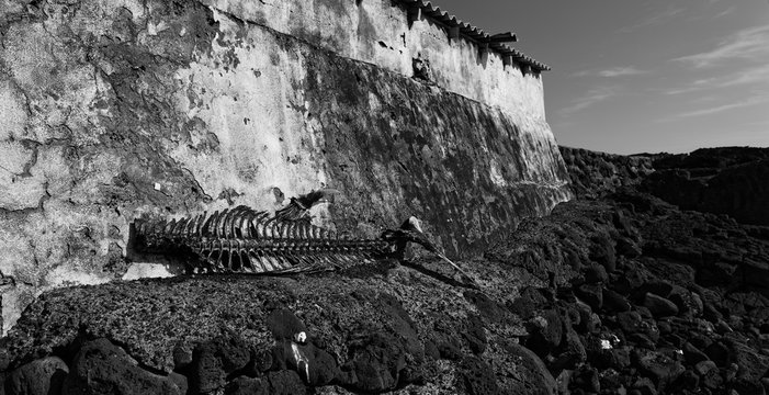 La Palma - Delfinskelett lehnt an einer Hauswand in der Saline in Fuencaliente
