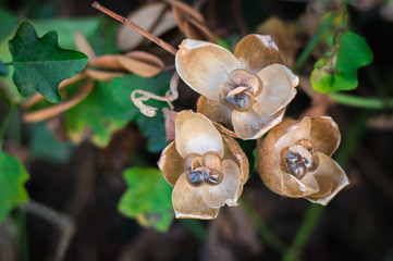Dry elongated seed pods of Operculina Turpethum (Aniseia Martinicensis, Choisy Share) on the vine in natural tropical forest of Thailand