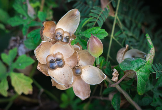 Dry elongated seed pods of Operculina Turpethum (Aniseia Martinicensis, Choisy Share) on the vine in natural tropical forest of Thailand