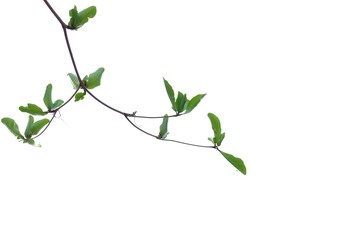 Obraz premium Young Indian almond tree leaves with branches on white isolated background for green foliage backdrop 