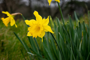 Fototapeta premium Yellow daffodils in wales for St Davids day