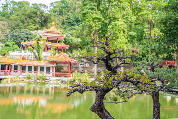 Fototapeta premium Garden bonsai in the bonsai garden of Shenzhen Xianhu Botanical Garden