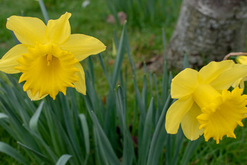 Obraz premium Yellow daffodils in wales for St Davids day