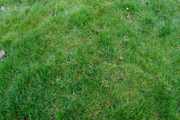 Green grass as a background