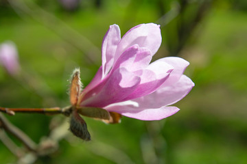 spring snowdrop in the meadow