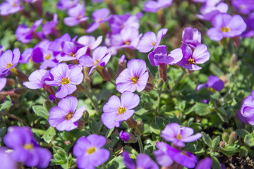 forget-me-not flowers in the meadow