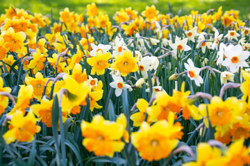 daffodils flowers in the meadow