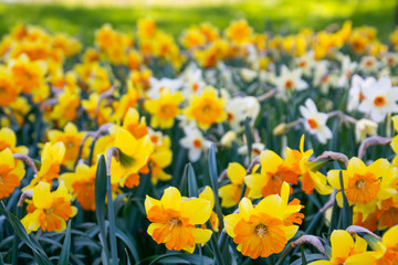 Obraz premium daffodils flowers in the meadow
