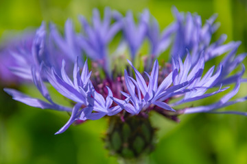 cornflowers growing on the meadow