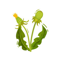 Dandelion with two closed heads and green leaves. Summer plant. Wild flower. Nature theme. Flat vector design