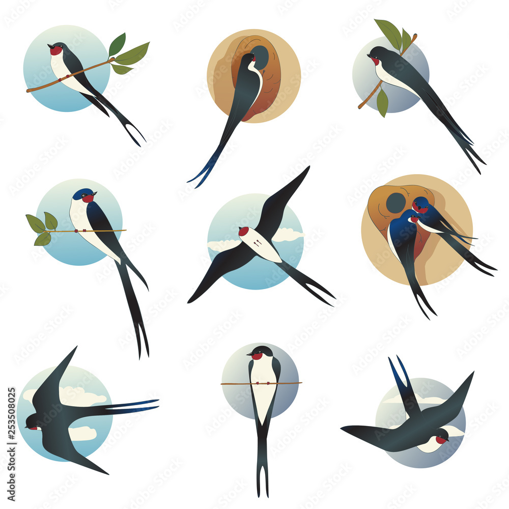 Poster flat vector set of martlets or barn swallows with circle shape background. wild bird with long forke