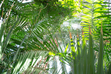Obraz na płótnie Canvas jungle palm trees