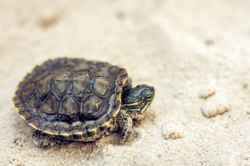 Common Slider, also known as Cumberland Slider Turtle, Red-eared Slider Turtle, Slider (Trachemys scripta) on a sand.