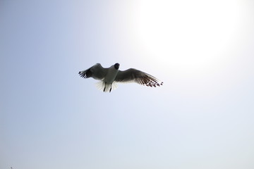 seagulls with sunlight