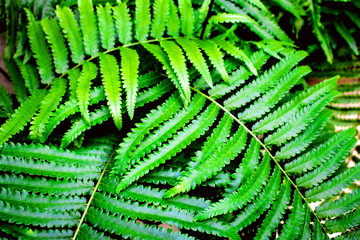 Fresh green leaves pattern of Paco fern, Small vegetable fern, Vegetable fern (Diplazium Esculentum (Retz.) Sw.) are growing in the tropical forest