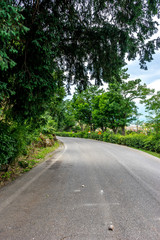 Obraz premium Italy,Florence, a road amisdt trees