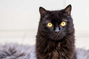 Portrait d'un chat noir