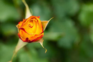 Beautiful Rose