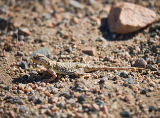 Toad-headed agamas Phrynocephalus in natural environment of mongolian desert sits on grave in Mongolia desert.