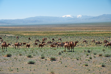 Naklejka na ściany i meble Bactrian camels in mongolian stone desert in Mongolia.