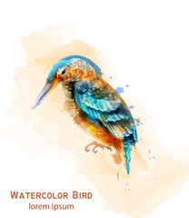 Kingfisher bird Vector watercolor. Colorful tropic bird isolated on whites