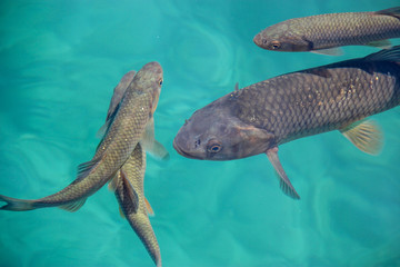 Fische