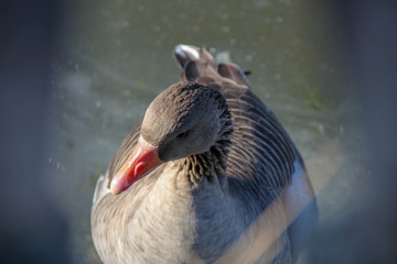 Close up Ente