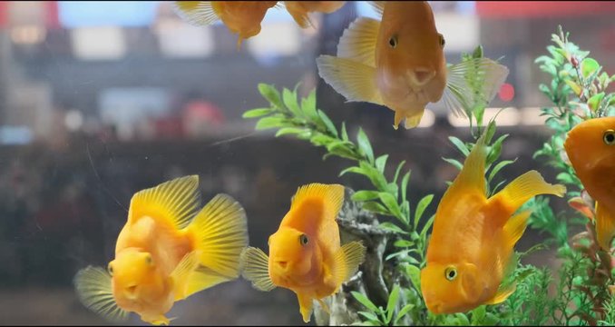 Beautiful fishes in transparent aquarium water