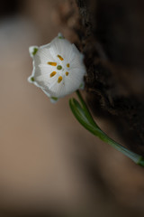 Springtime beautiful blooming of White snowflake flowers