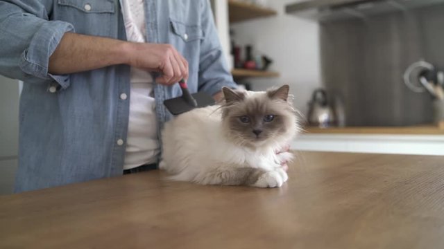 Close up of man brushing beautiful pet scared birman cat at home