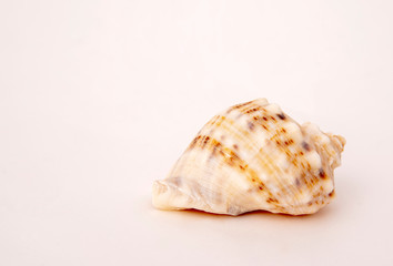 Seashell lying on the table, catalog shooting.