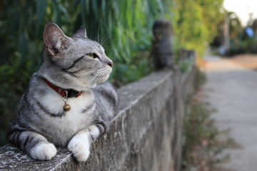 The Cat on cement wall