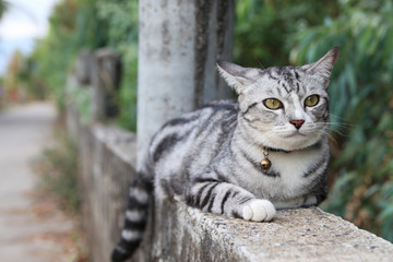 The Cat on cement wall