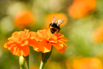 A furry bumblebee sits on a bright orange marigold flower and collects nectar.It is illuminated by the sun.