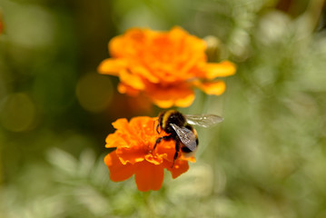 A furry bumblebee sits on a bright orange marigold flower and collects nectar.It is illuminated by the sun.