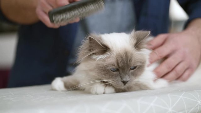 Close up of man brushing beautiful pet scared birman cat at home