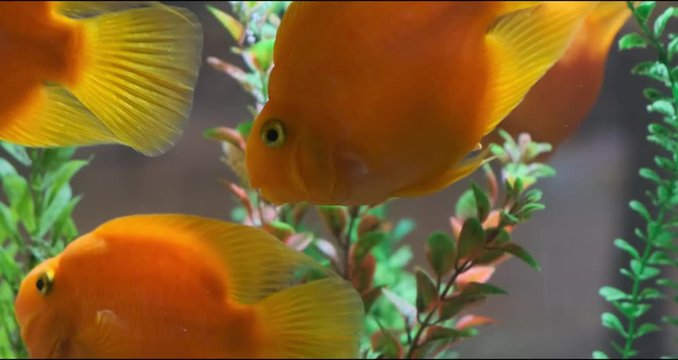 Beautiful fishes in transparent aquarium water