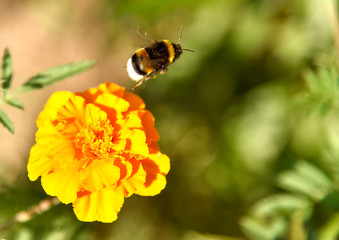 The furry bumblebee flies away from the marigold flower in the distance under the summer sun.