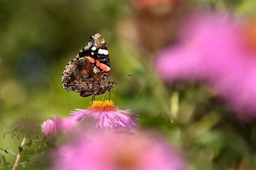 A beautiful butterfly sits on an Aster flower and basks in the summer sun.