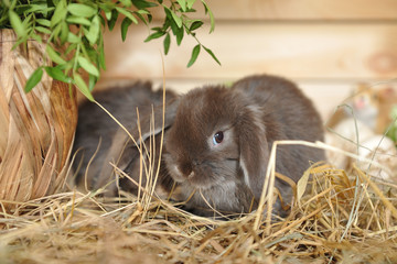 Little gray rabbits sit on dry hay. Easter holiday and decor with little bunnies.