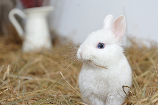 A small and curious white rabbit with blue eyes eats dry grass, a close-up portrait against the background of dry hay. Easter decoration