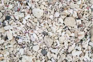 Natural background of shells by the sea