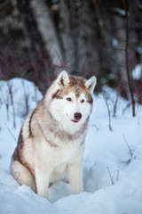 Portrait of cute siberian Husky dog sitting on the snow in the winter forest