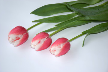 Three gently pink tulips with white veins on a light background. Spring Women's Day and flowers. Flowers composition with copy space.