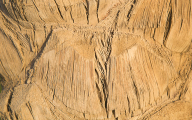 Natural light background - palm tree close up