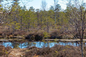 Fototapeta premium Swamp in a Kemeru national park in latvia
