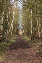 path in forest of birch