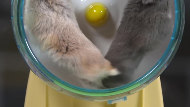 Two tiny dwarf hamster share a wheel and manage to get going in the same direction for a while.