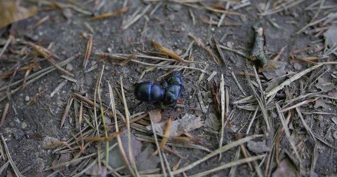 Close up overhead shot of Black beetle trying to either mate with or disassemble another black beetle on mud flooring covered in straw.